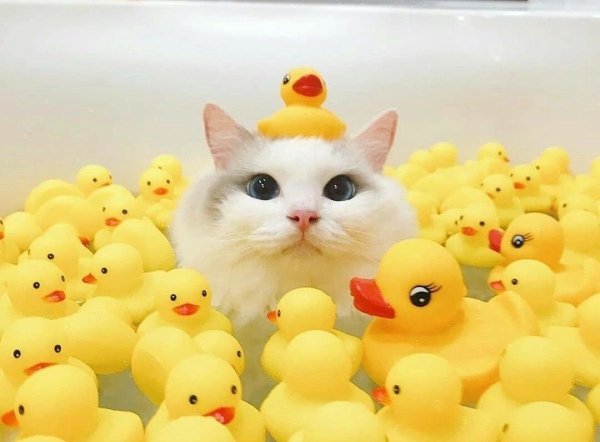 Котик в ванне с уточками
