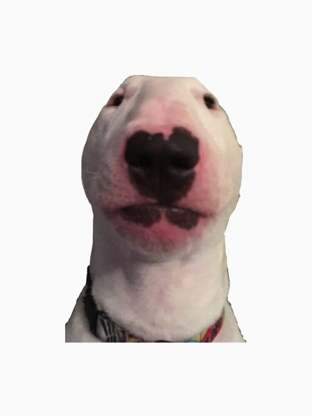 Бультерьер Нельсон Мем