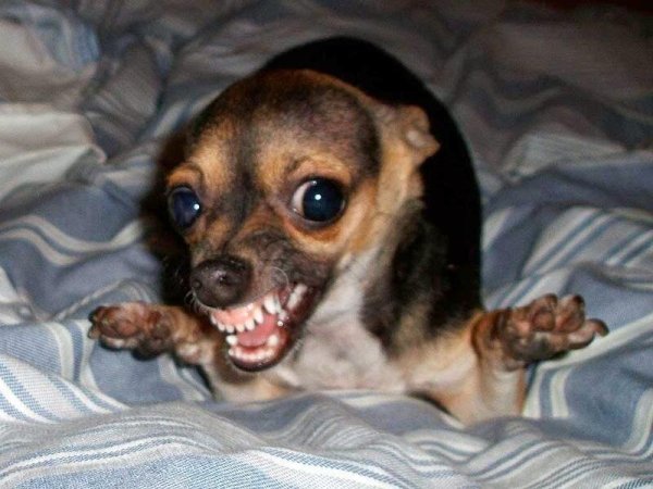 Маленькая злая собачка