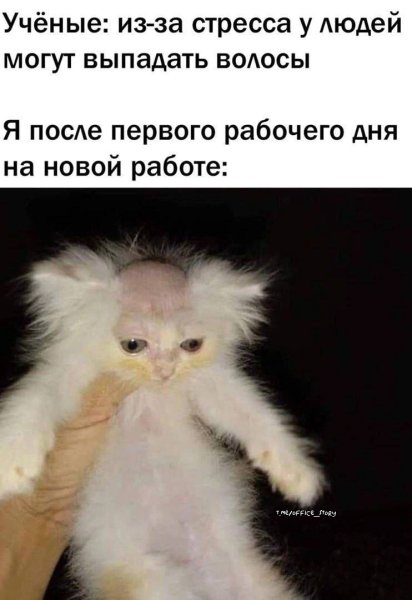 Котенок с побритой головой