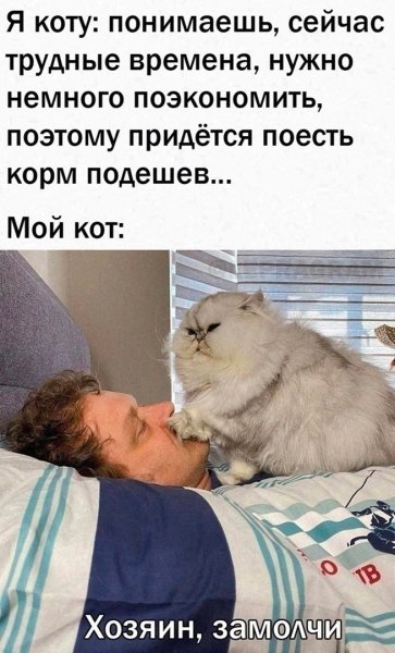 Понимающий кот