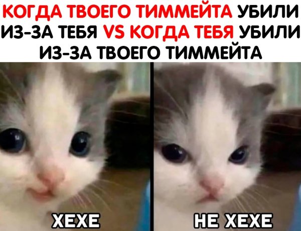 Хехе Мем кот