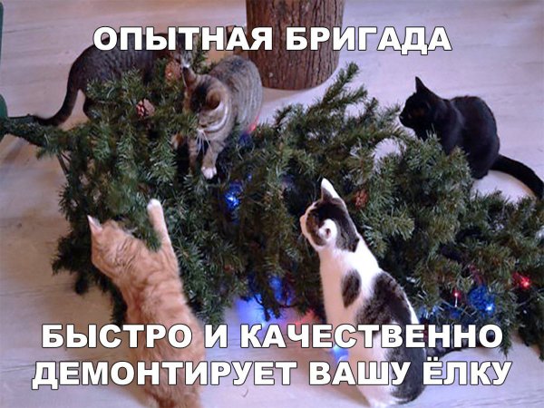 Новогодние елки и коты с надписями
