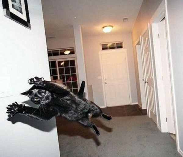 Кот в квартире