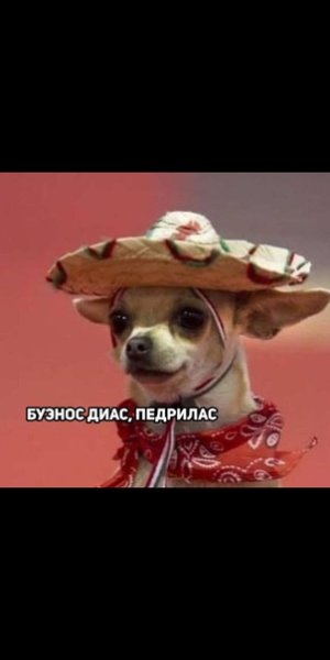 Собака в шляпе Мем