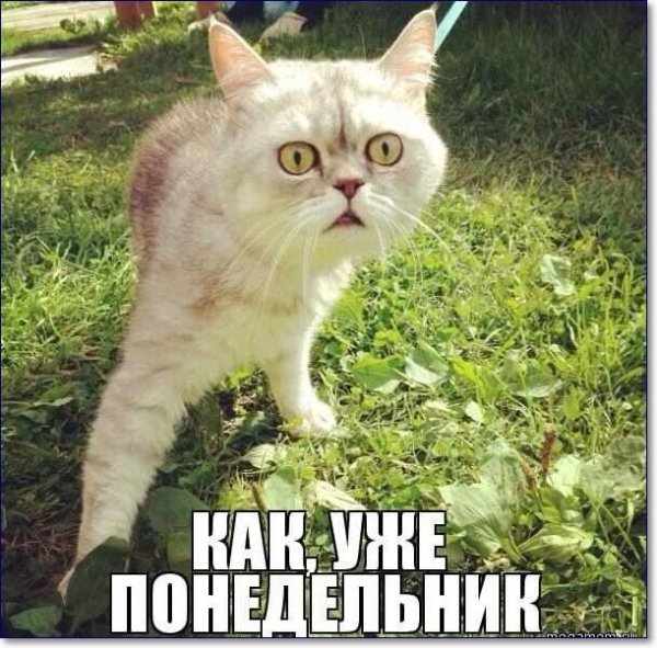 С понедельником картинки