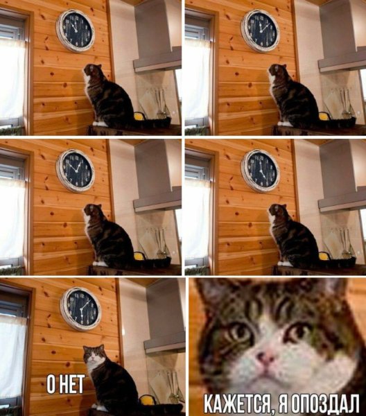 Мем с котом и часами