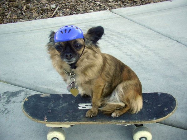 Скейт для собак