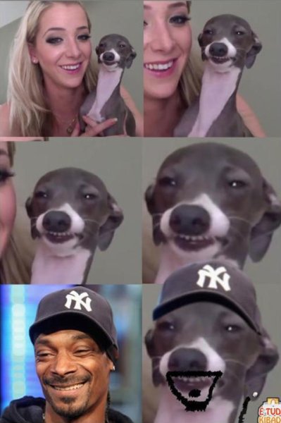 Левретка снуп дог