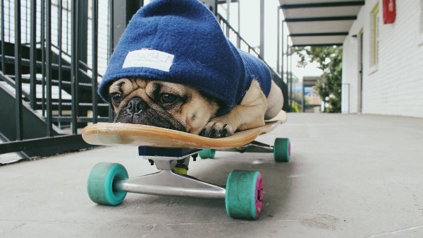 Собака на скейтборде