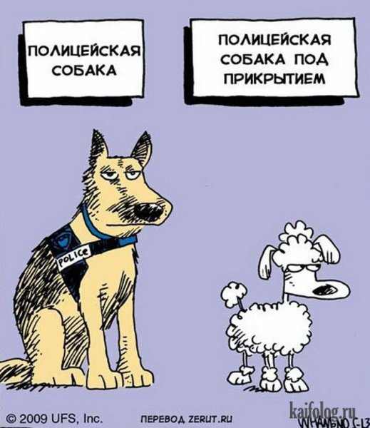 Шутки про собак