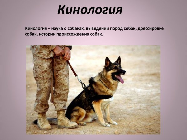 Собаки в кинологии