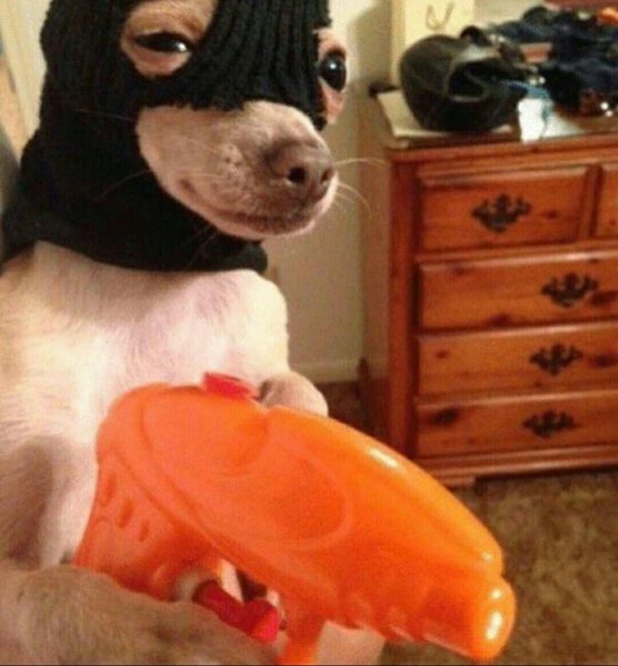 Угарные собаки