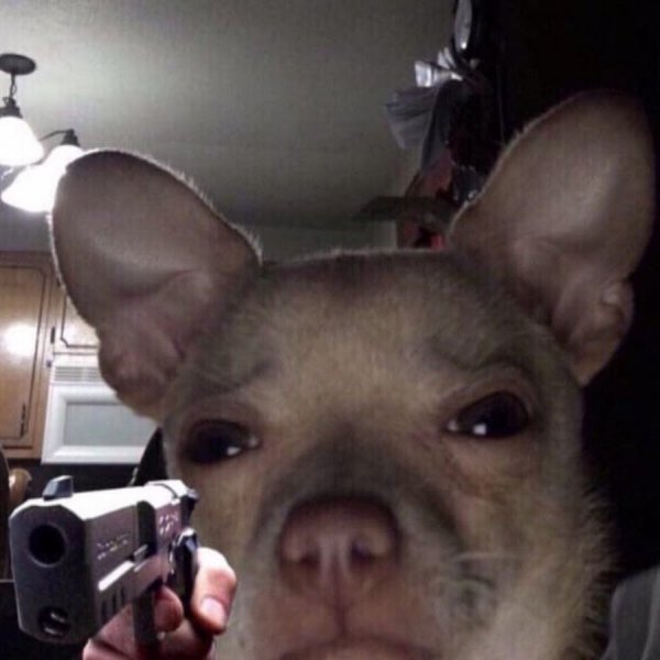 Чихуахуа мемы