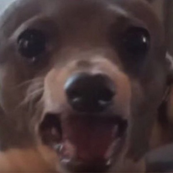 Кричащие собаки