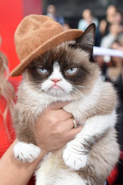 Сердитый кот Grumpy Cat