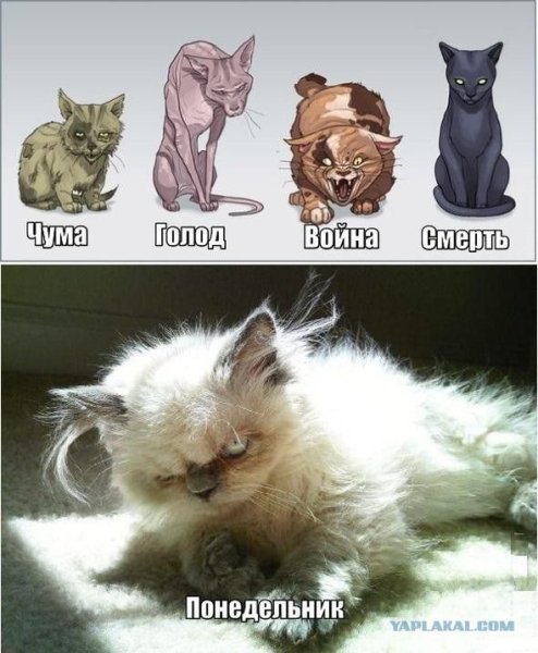 Четыре всадника чума, война голод