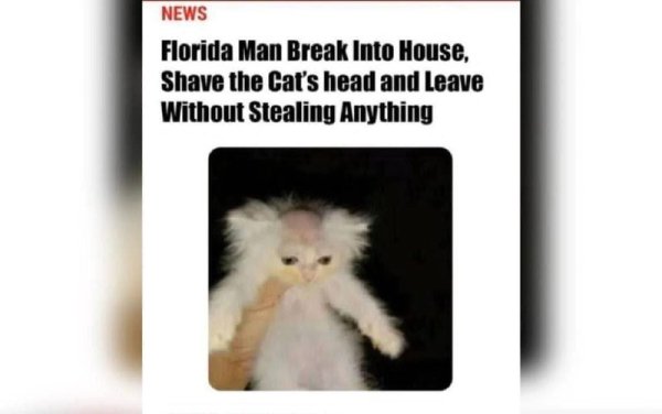 Котенок с побритой головой