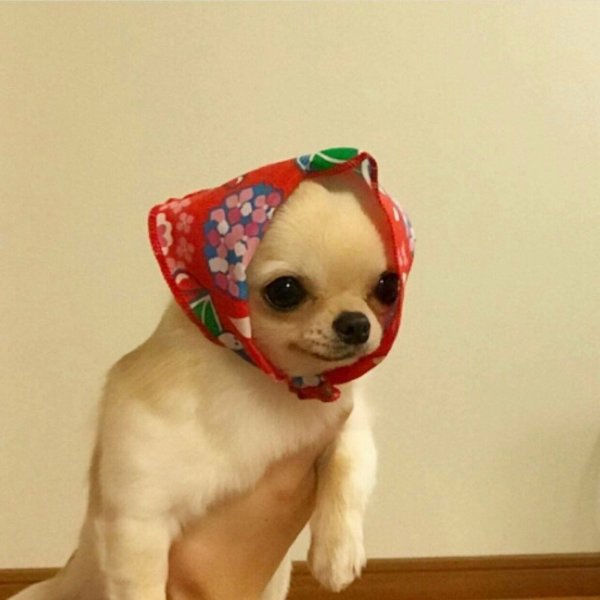Собачка в платочке