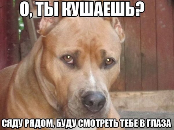 Мемы с собаками с надписями