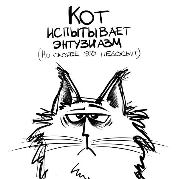 Утро понедельника кот