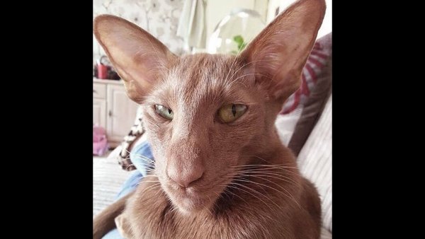 Ориентал кот сатана