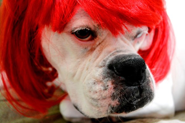 Красный пес