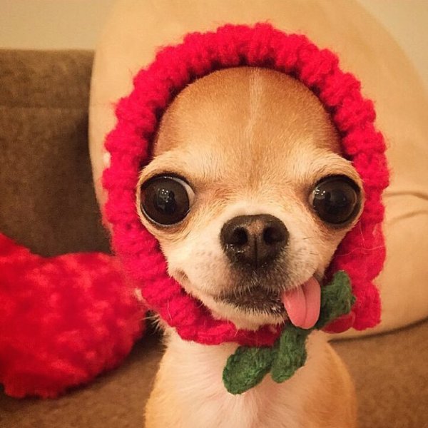 Чха Чха собака