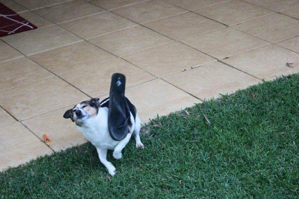 Кидание тапочки