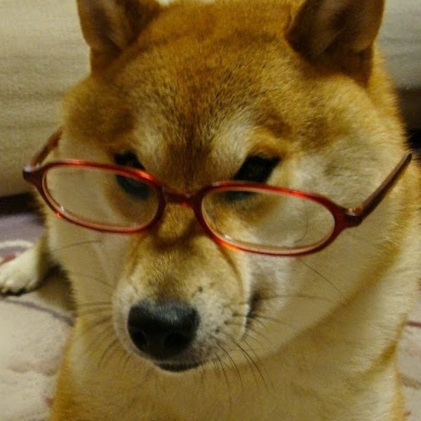 Собака в очках Мем