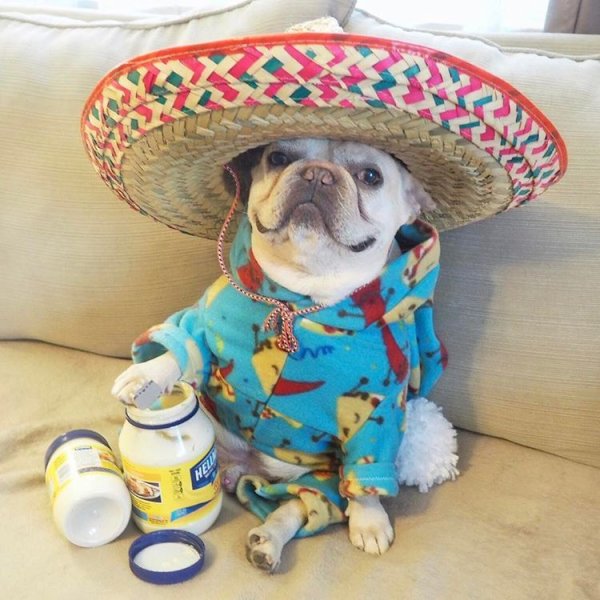 Буэнос Диас чихуахуа