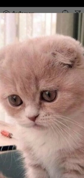 Плачущие котята