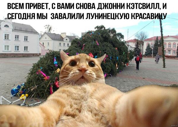 Кот Джонни Кэтсвилл