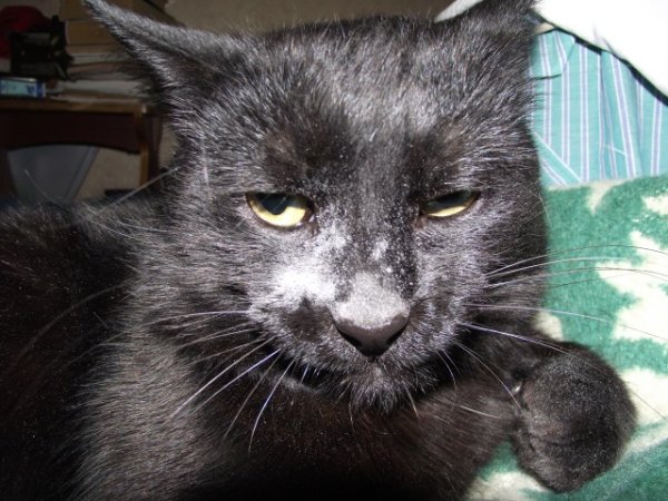 Черный кот в муке