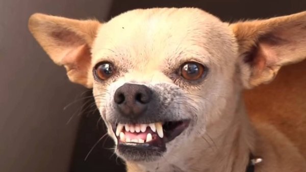 Злая чихуахуа