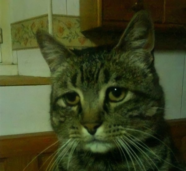 Приуныл со всей силы кот