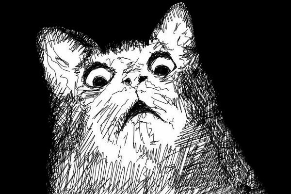 Удивленный кот