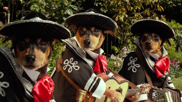 Крошка из Беверли-Хиллз 3 фильм