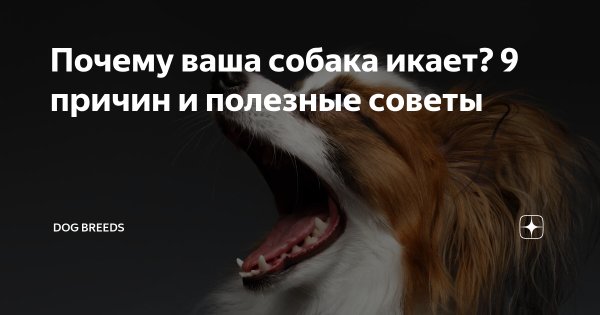 Почему собака икает щенок