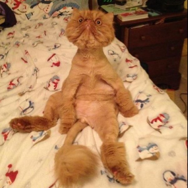 Кот с бритой головой