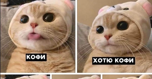 Мемы с котиками