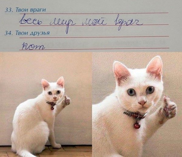 Мэм с котом спасибо за внимание