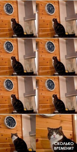Мемы с котом и часами