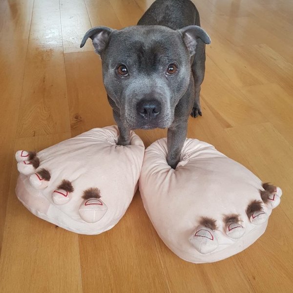 Тапки собаки