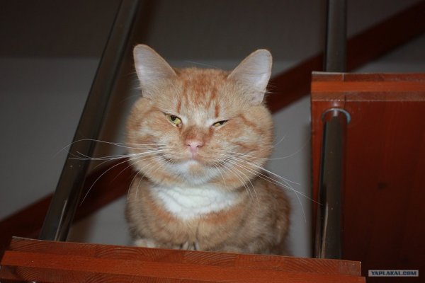 Рыжий кот с узкими глазами