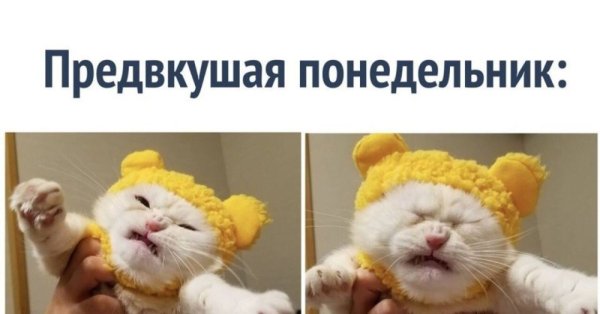 Котик понедельник