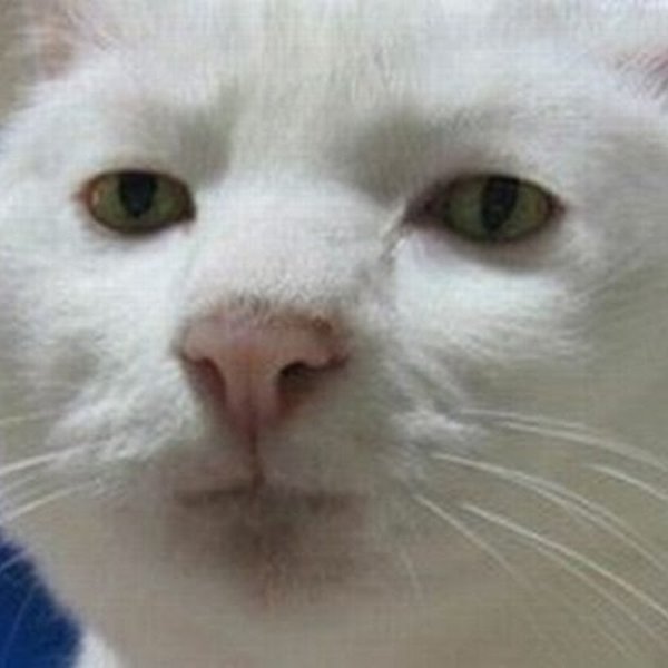 Плачущий котик