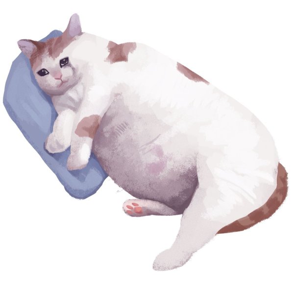 Кот лежит на белом фоне