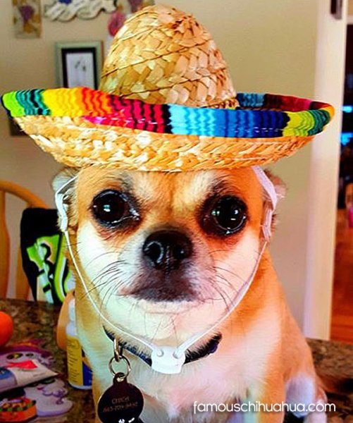 Чихуахуа в Сомбреро
