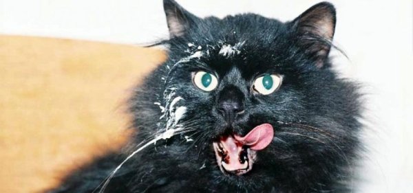 Котик с мордочкой в сметане